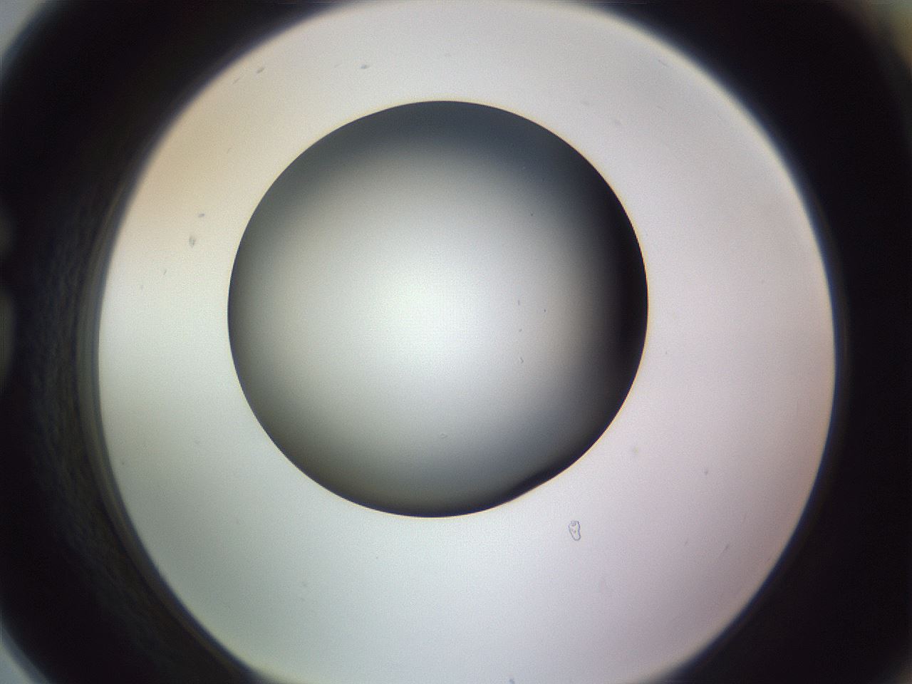 folderID350_plateID1350_batchID4705_wellNum78_profileID1_d1_r81401_ef.jpg