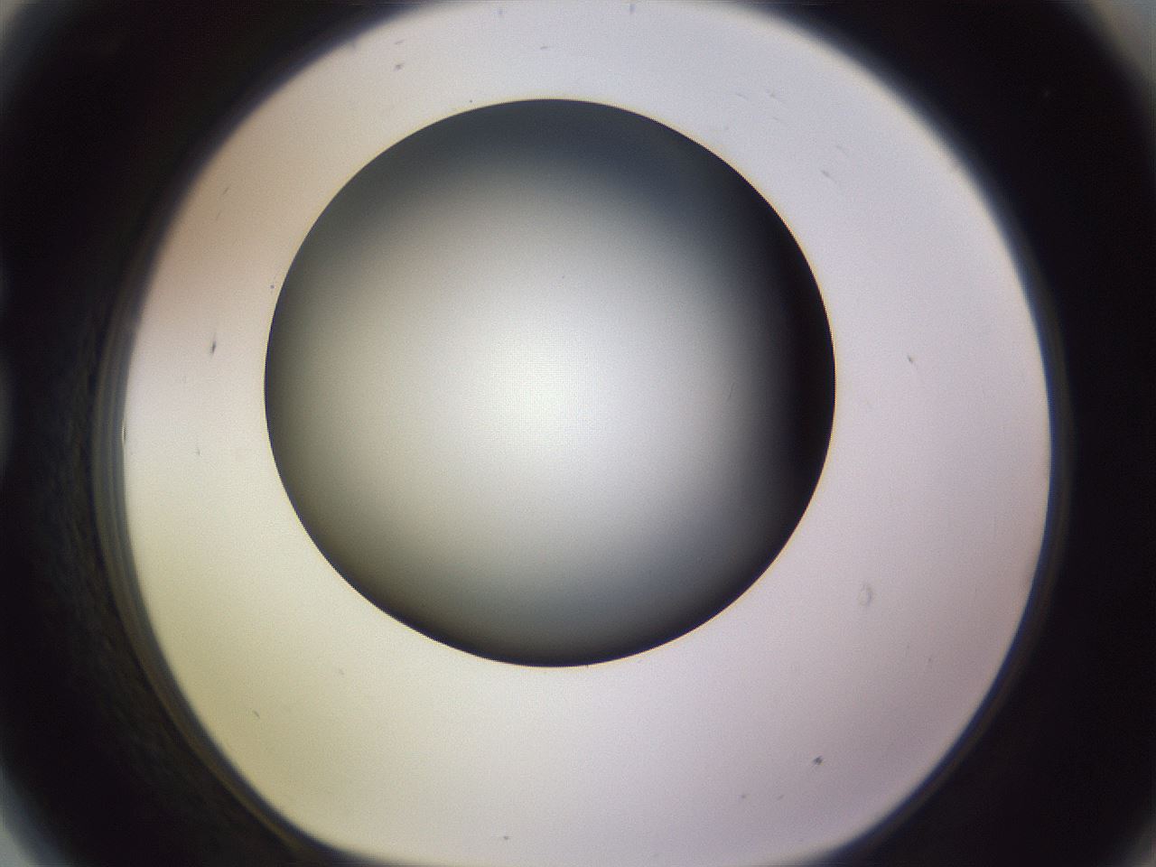 folderID350_plateID1350_batchID4705_wellNum81_profileID1_d1_r81404_ef.jpg