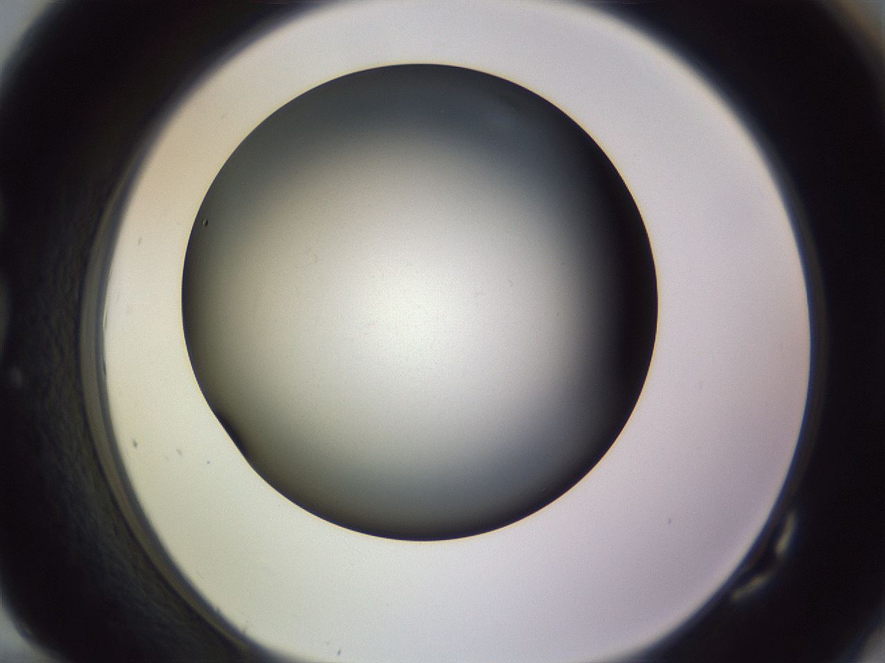 folderID350_plateID1350_batchID4705_wellNum82_profileID1_d1_r81405_ef.jpg