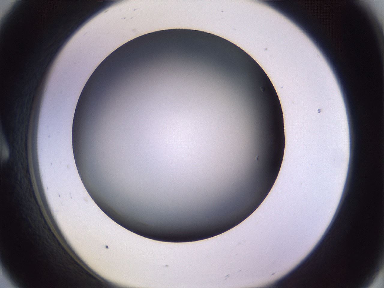 folderID350_plateID1350_batchID4705_wellNum8_profileID1_d1_r81331_ef.jpg