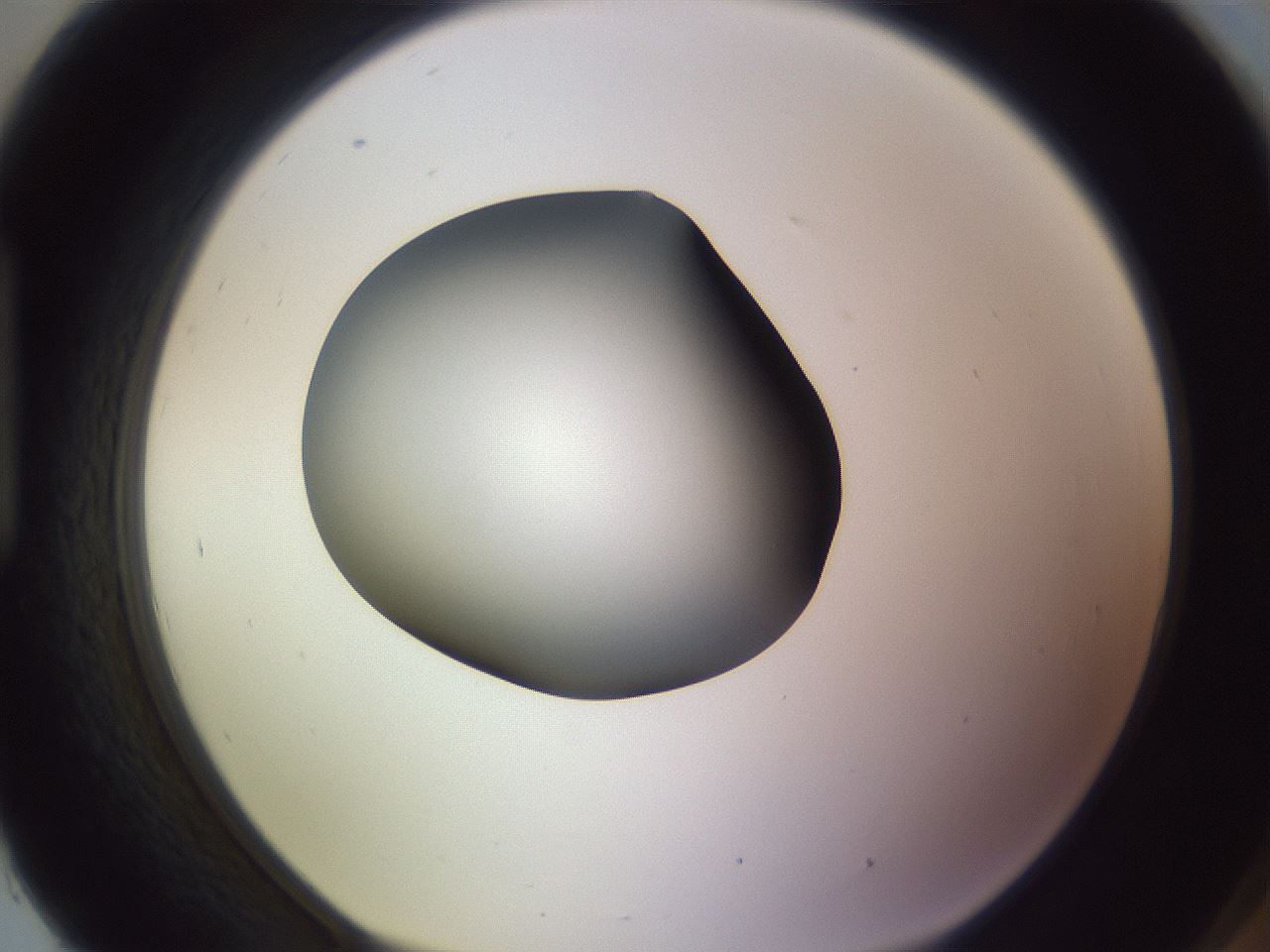 folderID350_plateID1350_batchID4705_wellNum93_profileID1_d1_r81416_ef.jpg