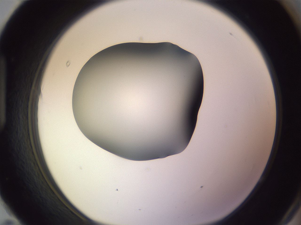 folderID350_plateID1350_batchID4705_wellNum95_profileID1_d1_r81418_ef.jpg