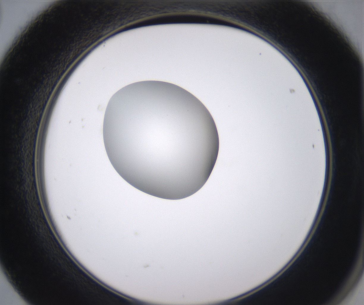 folderID350_plateID2350_batchID11073_wellNum68_profileID1_d2_r166858_ef.jpg