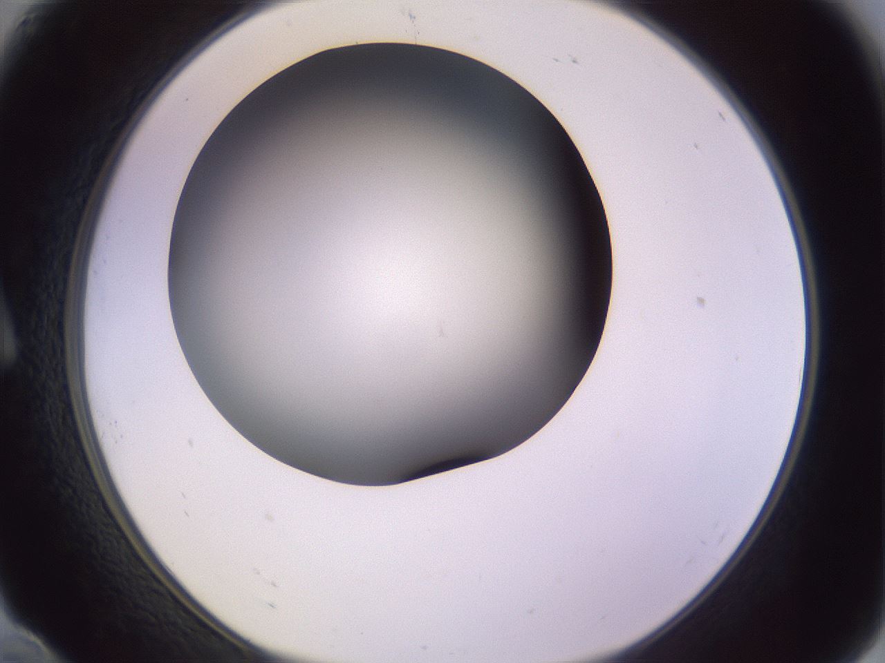 folderID351_plateID1351_batchID4706_wellNum10_profileID1_d1_r81525_ef.jpg