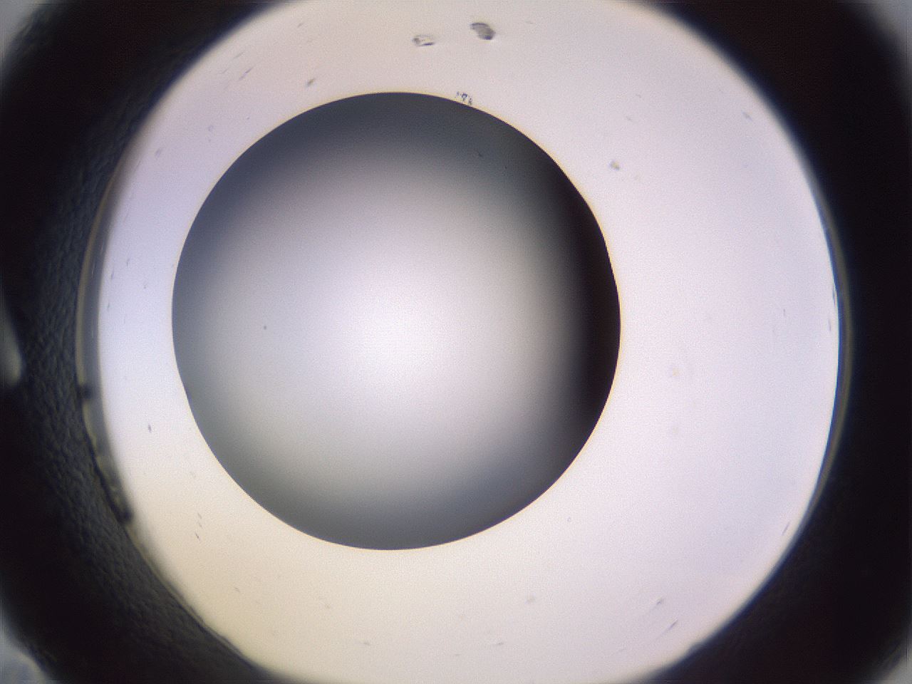 folderID351_plateID1351_batchID4706_wellNum11_profileID1_d1_r81526_ef.jpg