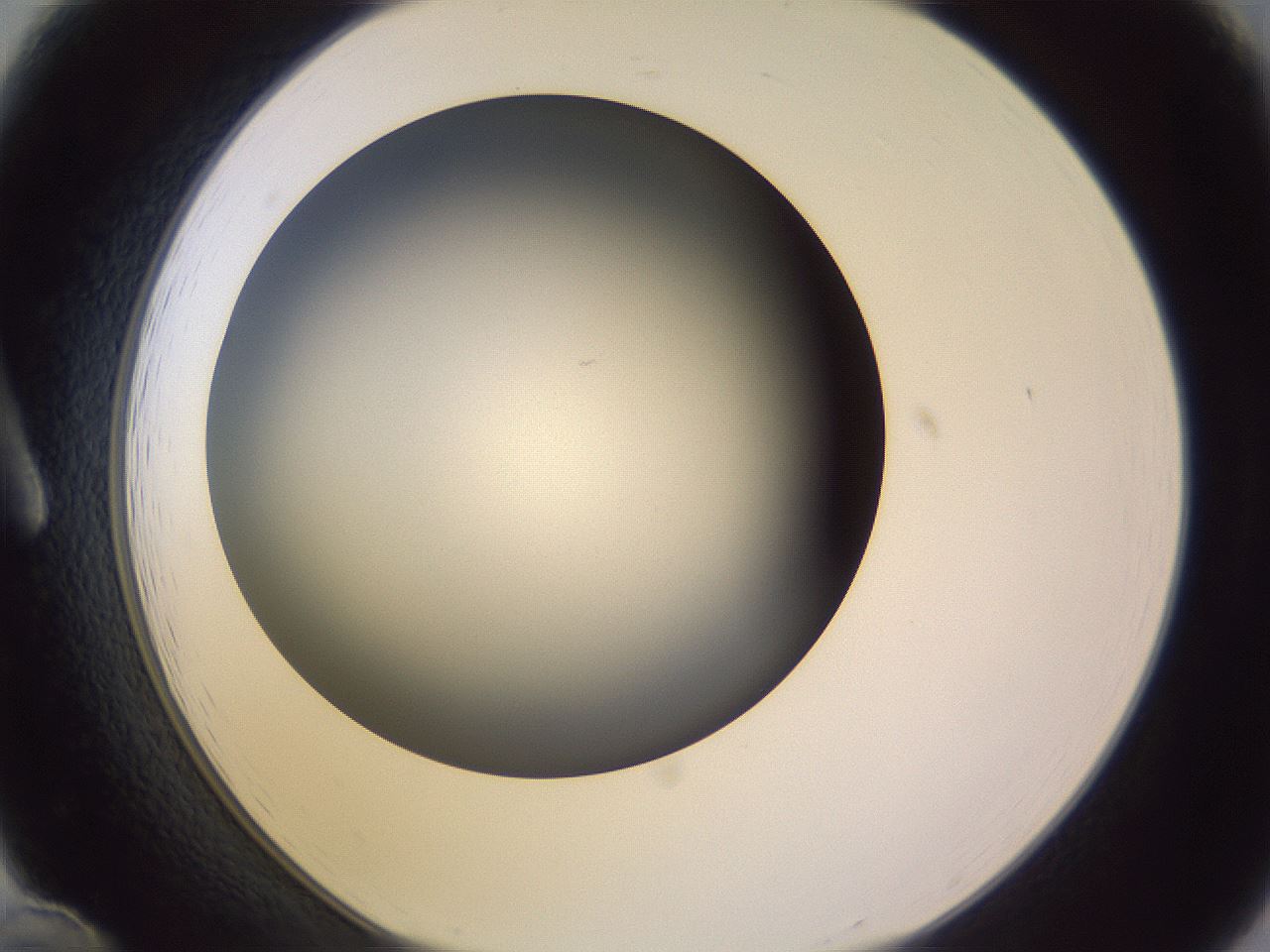 folderID351_plateID1351_batchID4706_wellNum12_profileID1_d1_r81527_ef.jpg