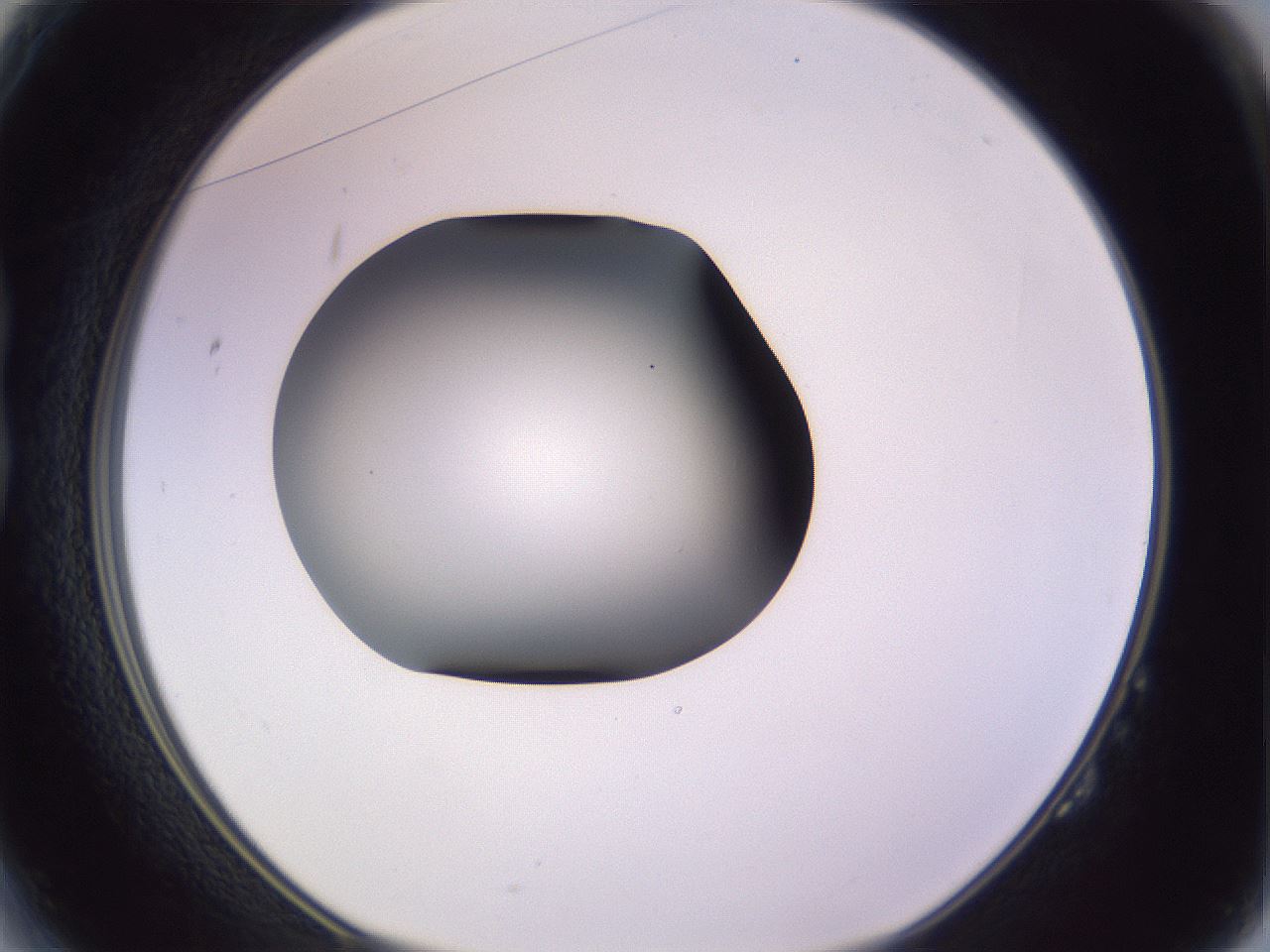 folderID351_plateID1351_batchID4706_wellNum14_profileID1_d1_r81529_ef.jpg