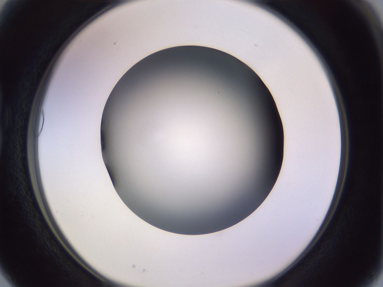 folderID351_plateID1351_batchID4706_wellNum15_profileID1_d1_r81530_ef.jpg