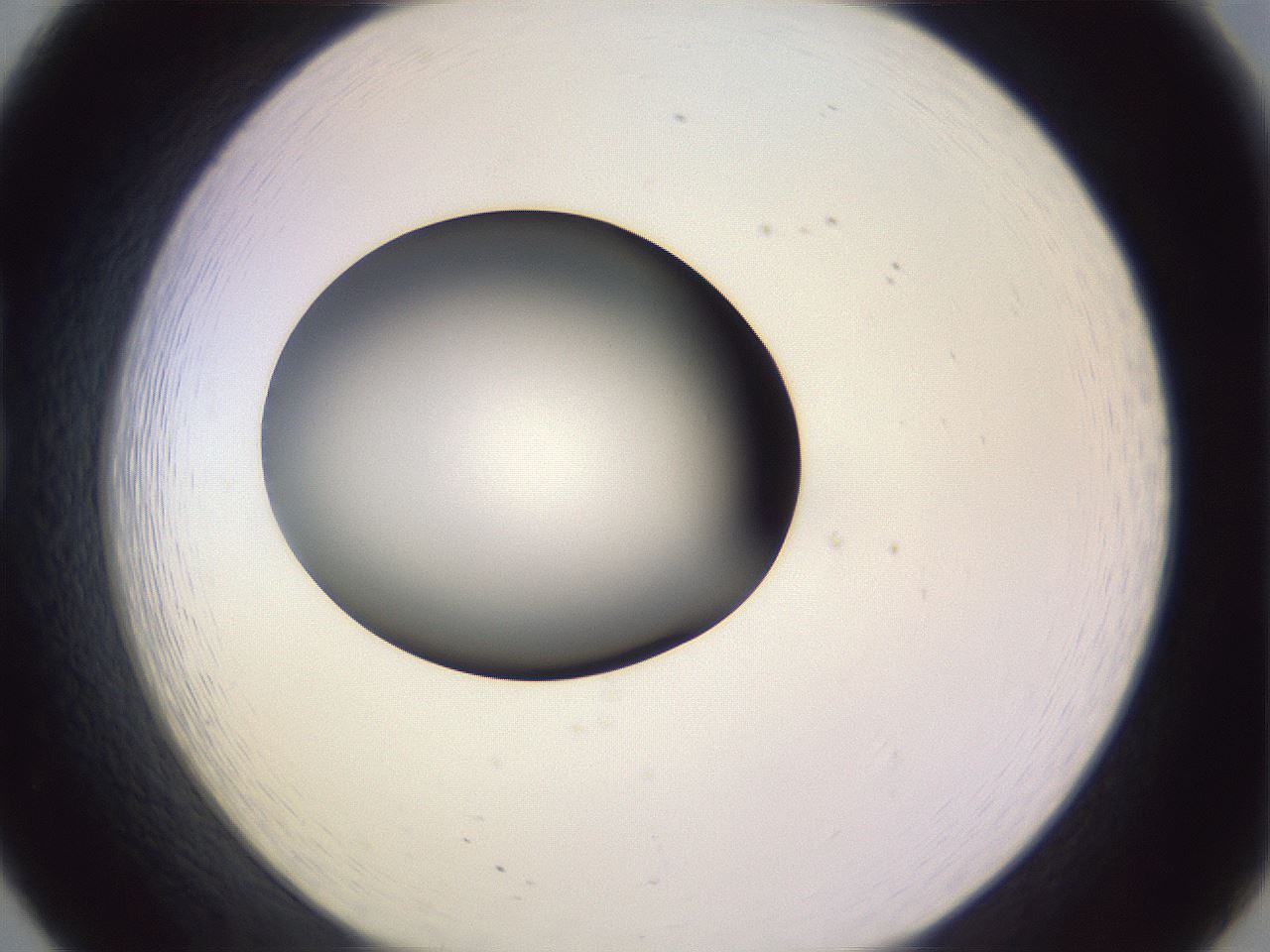folderID351_plateID1351_batchID4706_wellNum20_profileID1_d1_r81535_ef.jpg