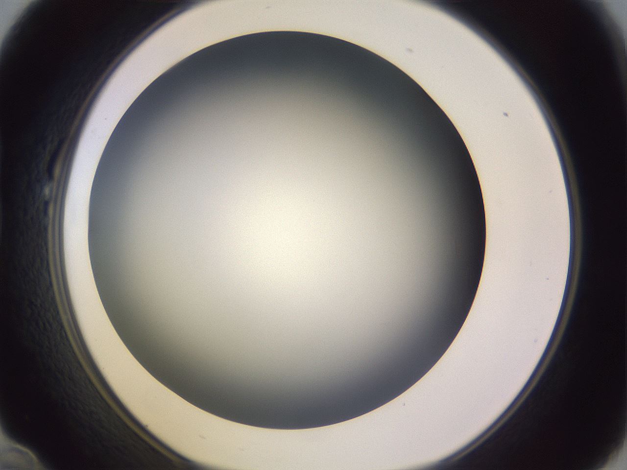 folderID351_plateID1351_batchID4706_wellNum22_profileID1_d1_r81537_ef.jpg