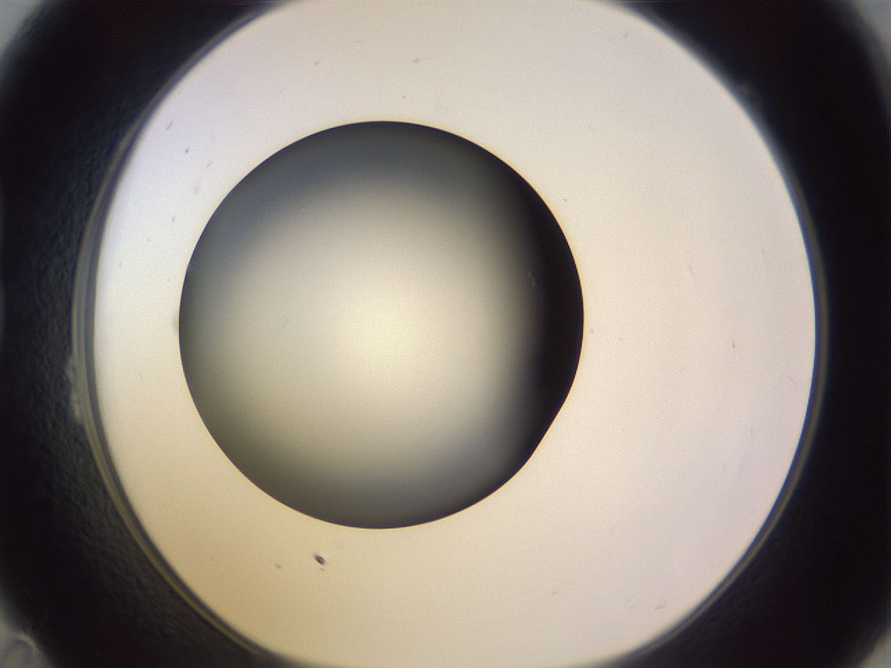 folderID351_plateID1351_batchID4706_wellNum23_profileID1_d1_r81538_ef.jpg