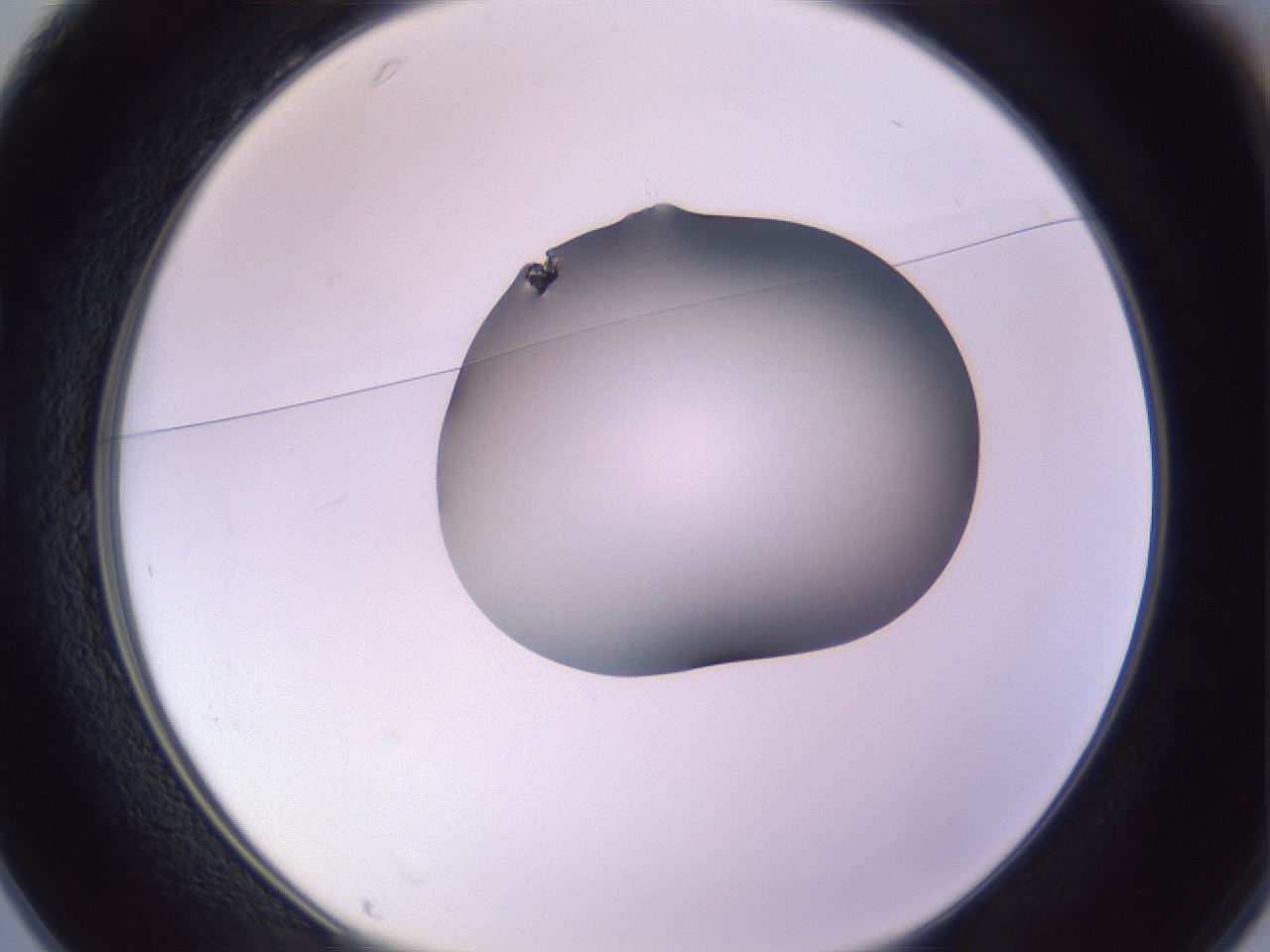 folderID351_plateID1351_batchID4706_wellNum25_profileID1_d1_r81540_ef.jpg