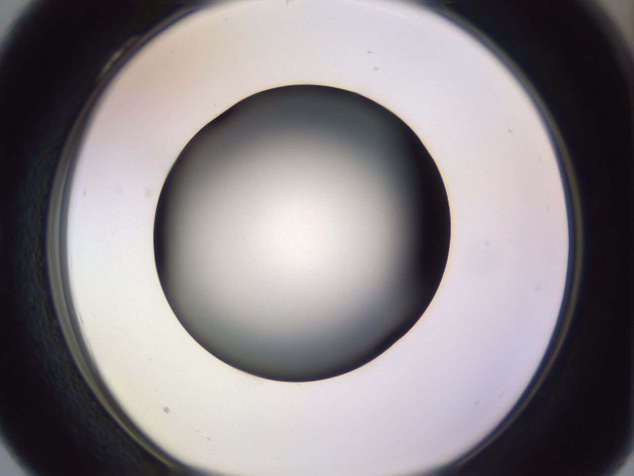 folderID351_plateID1351_batchID4706_wellNum28_profileID1_d1_r81543_ef.jpg
