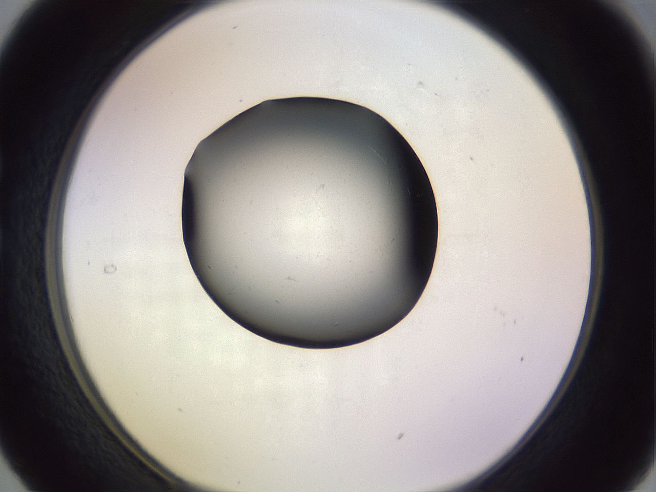 folderID351_plateID1351_batchID4706_wellNum29_profileID1_d1_r81544_ef.jpg