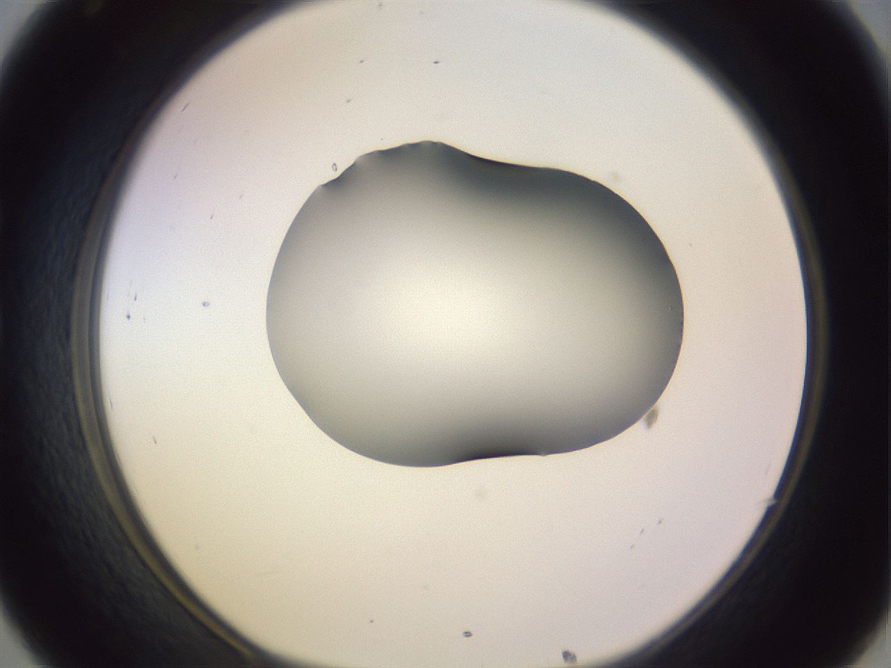 folderID351_plateID1351_batchID4706_wellNum32_profileID1_d1_r81547_ef.jpg