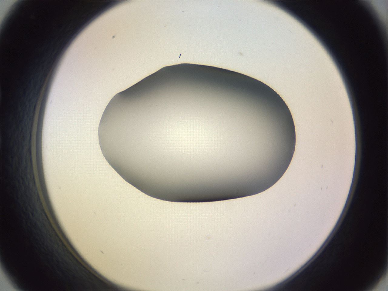 folderID351_plateID1351_batchID4706_wellNum33_profileID1_d1_r81548_ef.jpg