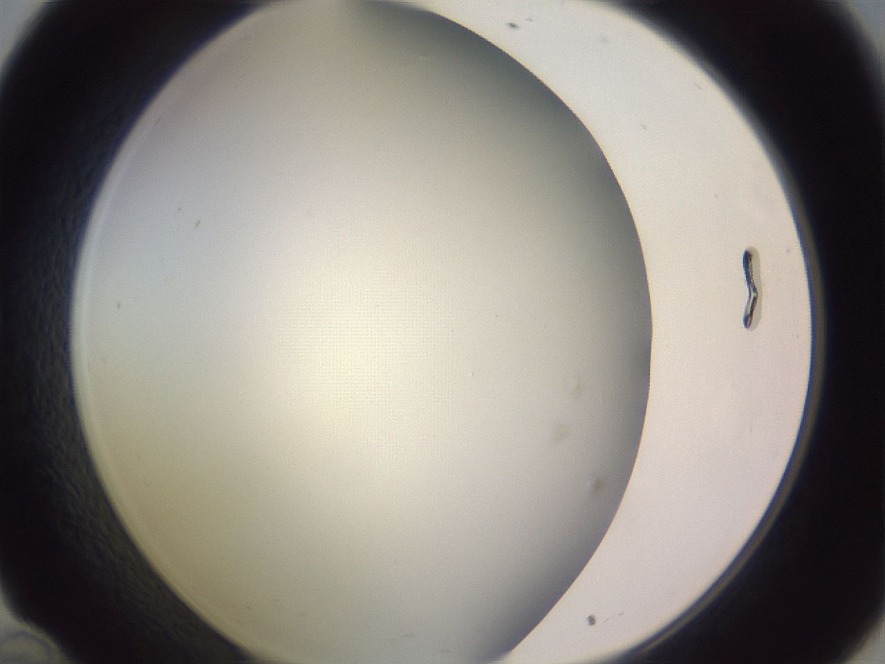 folderID351_plateID1351_batchID4706_wellNum34_profileID1_d1_r81549_ef.jpg