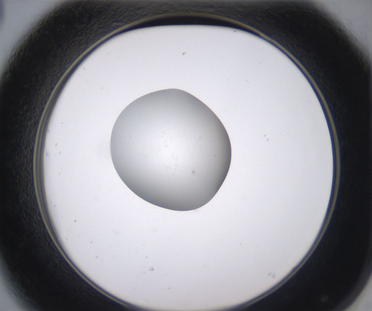 folderID350_plateID2350_batchID11073_wellNum44_profileID1_d2_r166810_ef.jpg