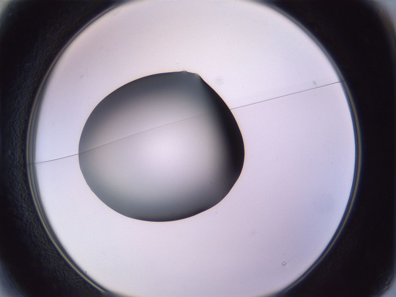 folderID351_plateID1351_batchID4706_wellNum13_profileID1_d1_r81528_ef.jpg