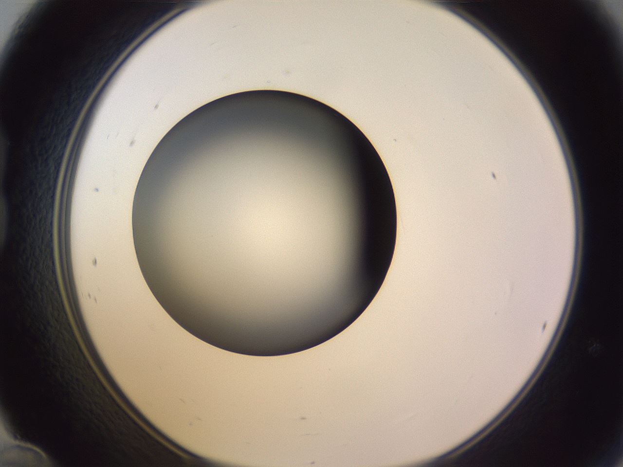 folderID351_plateID1351_batchID4706_wellNum24_profileID1_d1_r81539_ef.jpg
