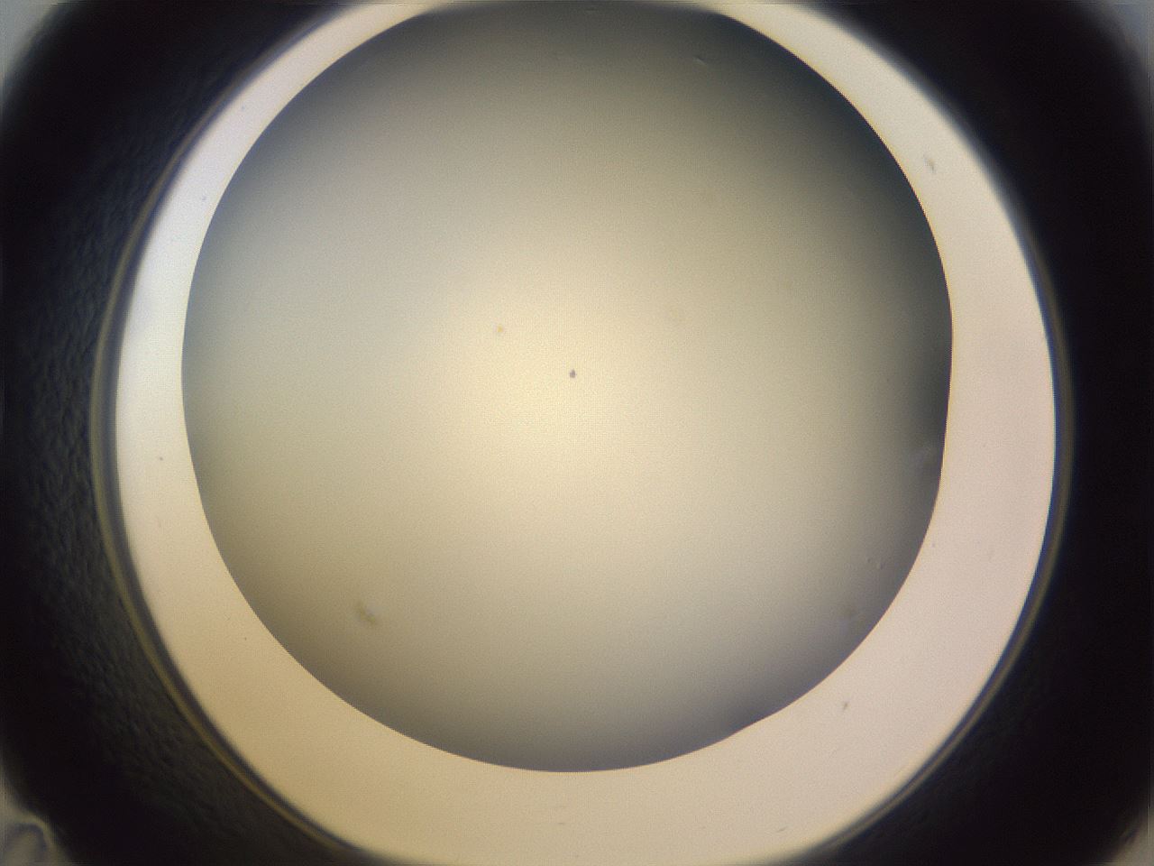 folderID351_plateID1351_batchID4706_wellNum35_profileID1_d1_r81550_ef.jpg