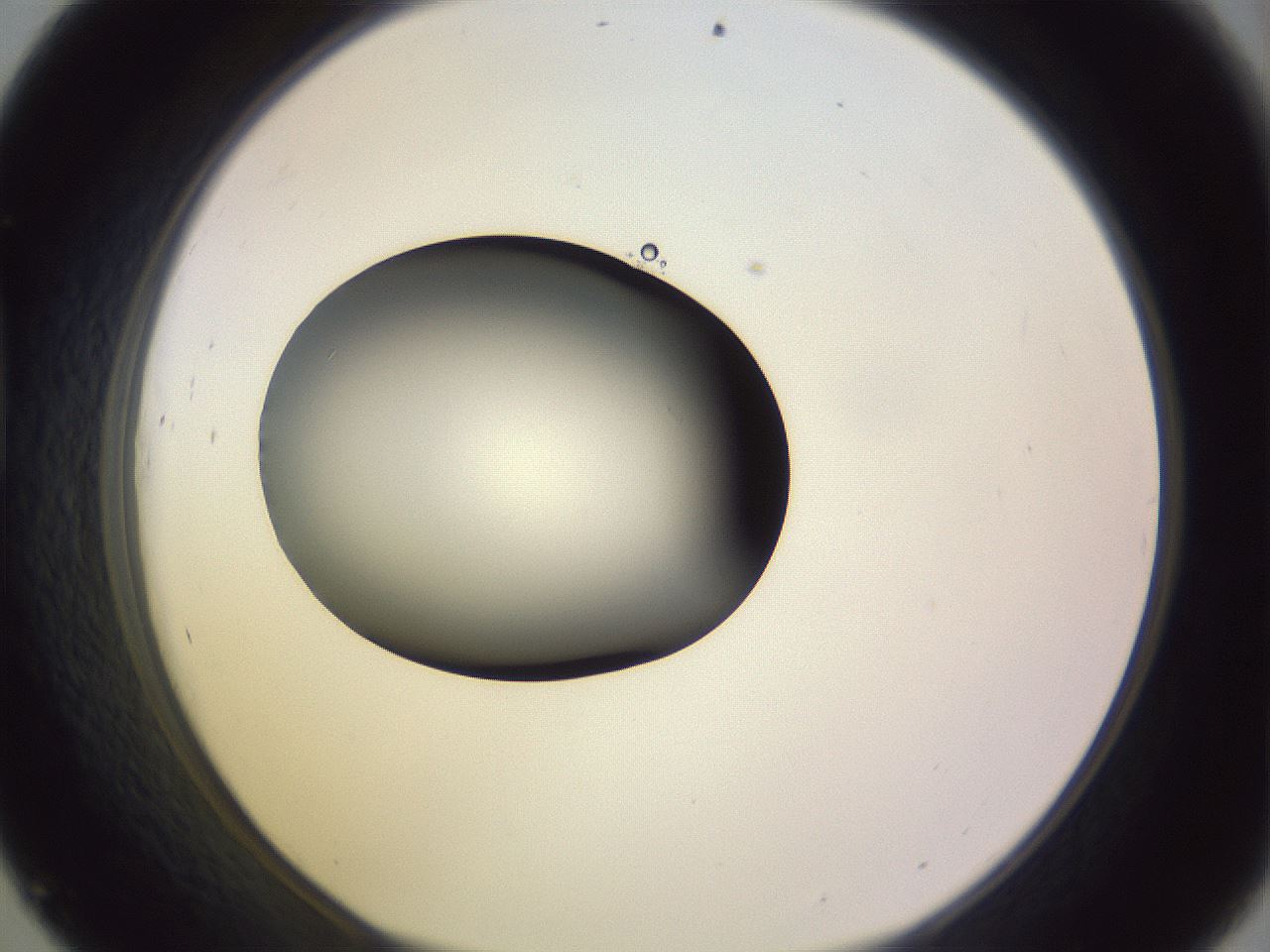 folderID351_plateID1351_batchID4706_wellNum45_profileID1_d1_r81560_ef.jpg