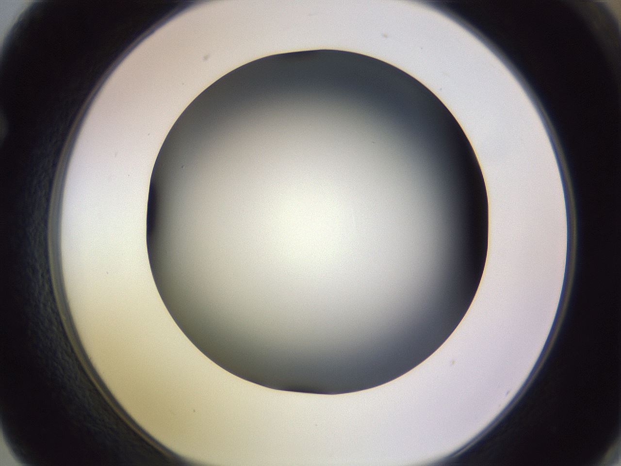 folderID351_plateID1351_batchID4706_wellNum62_profileID1_d1_r81577_ef.jpg