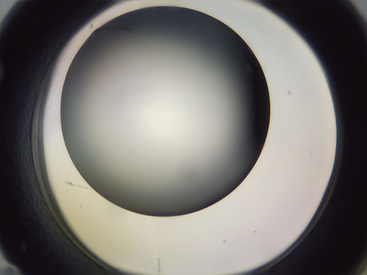 folderID351_plateID1351_batchID4706_wellNum71_profileID1_d1_r81586_ef.jpg