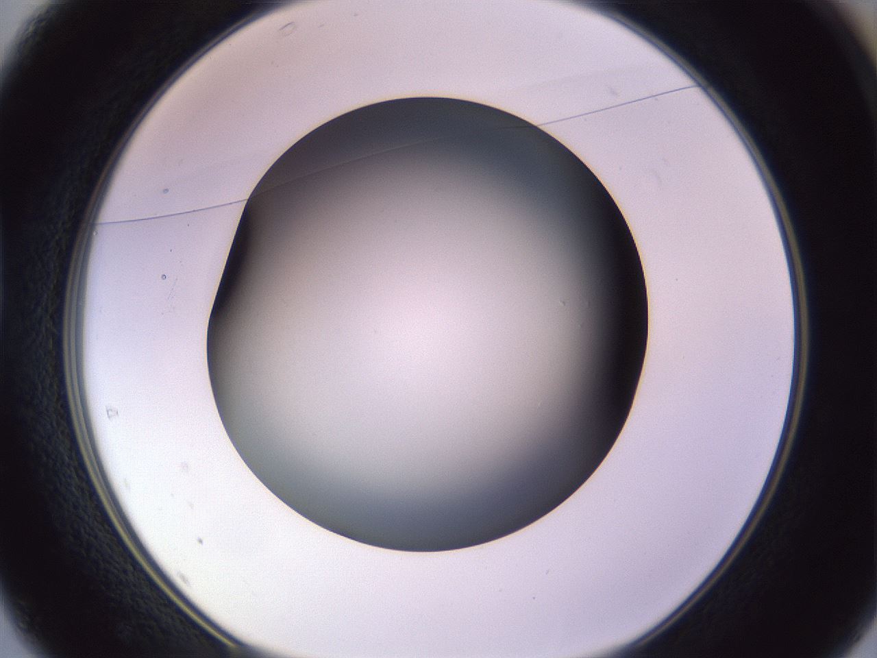 folderID351_plateID1351_batchID4706_wellNum37_profileID1_d1_r81552_ef.jpg