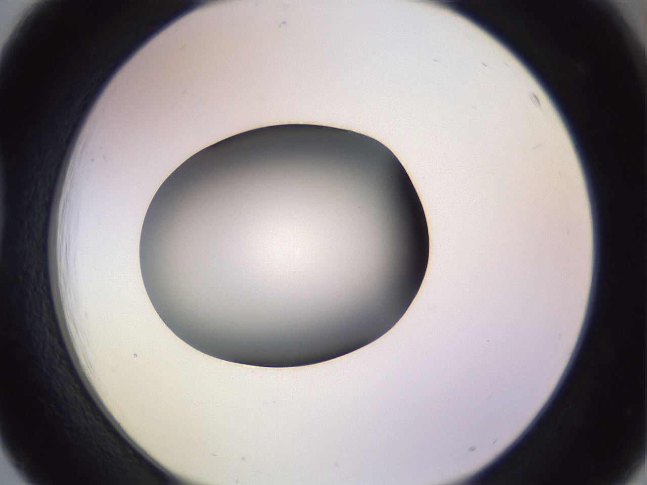 folderID351_plateID1351_batchID4706_wellNum39_profileID1_d1_r81554_ef.jpg