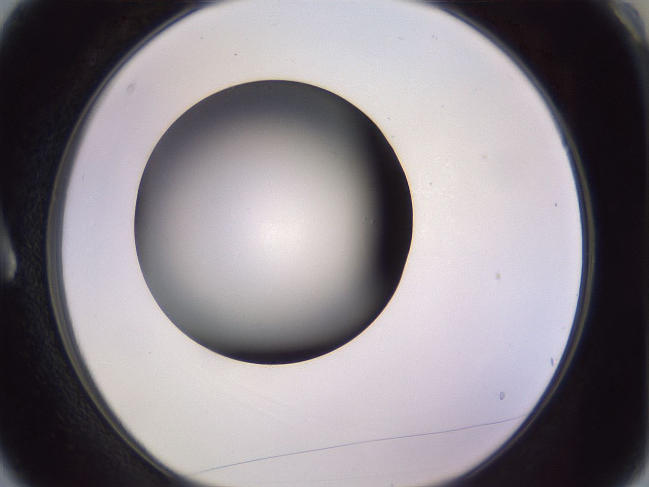 folderID351_plateID1351_batchID4706_wellNum3_profileID1_d1_r81518_ef.jpg