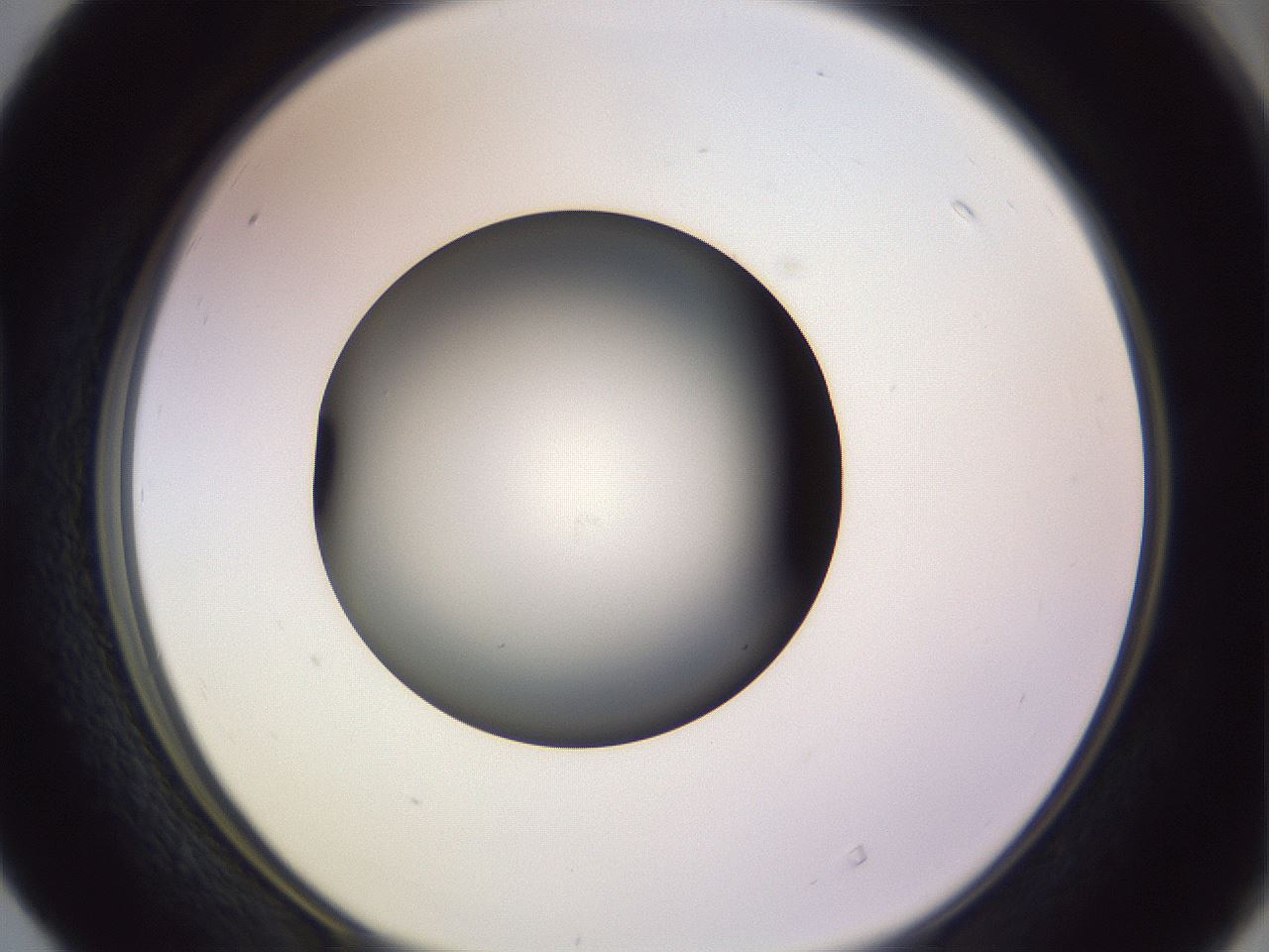 folderID351_plateID1351_batchID4706_wellNum40_profileID1_d1_r81555_ef.jpg