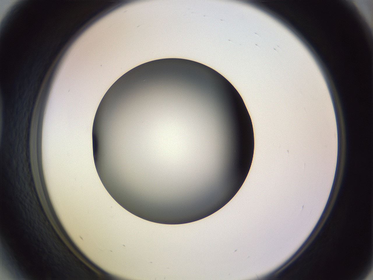 folderID351_plateID1351_batchID4706_wellNum41_profileID1_d1_r81556_ef.jpg