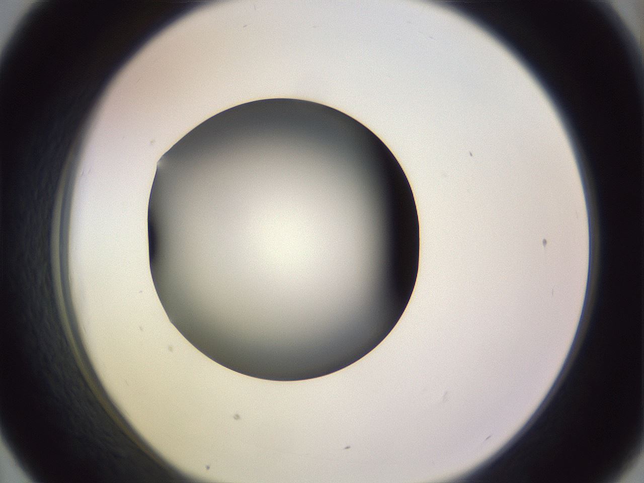folderID351_plateID1351_batchID4706_wellNum43_profileID1_d1_r81558_ef.jpg