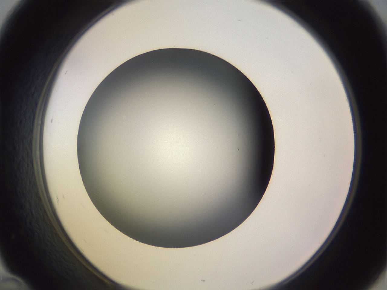folderID351_plateID1351_batchID4706_wellNum46_profileID1_d1_r81561_ef.jpg