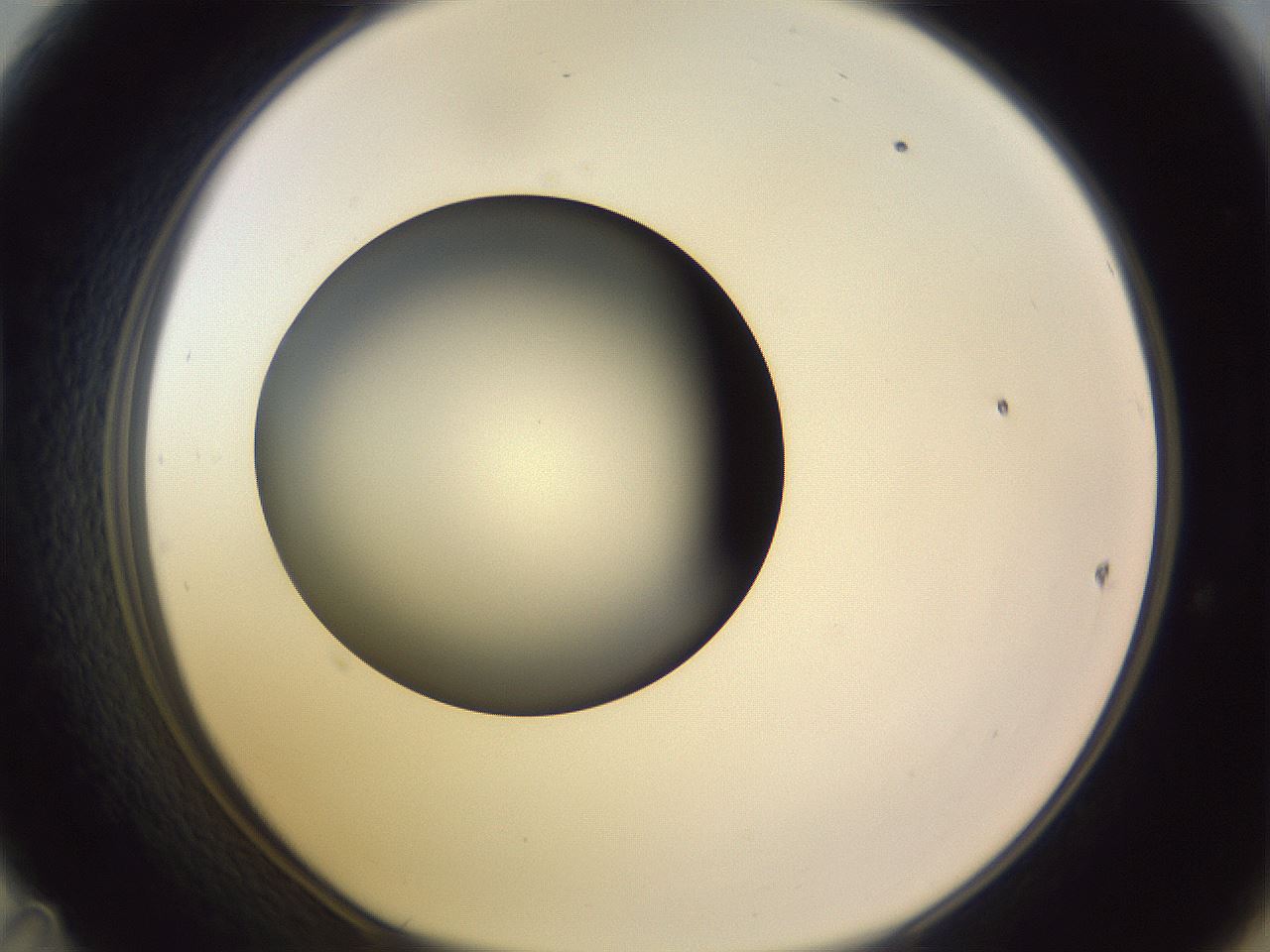 folderID351_plateID1351_batchID4706_wellNum47_profileID1_d1_r81562_ef.jpg