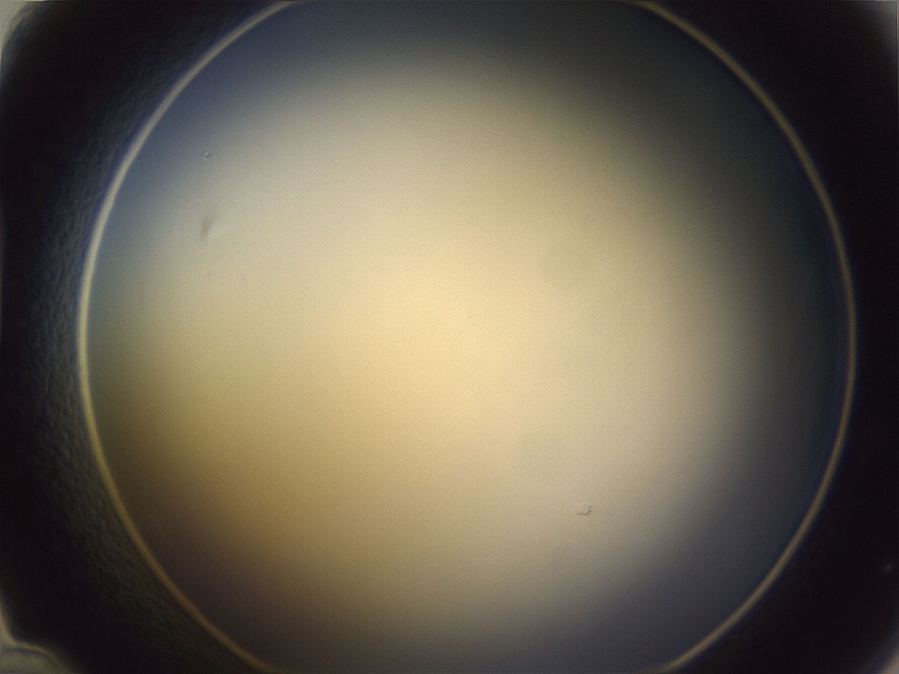 folderID351_plateID1351_batchID4706_wellNum48_profileID1_d1_r81563_ef.jpg