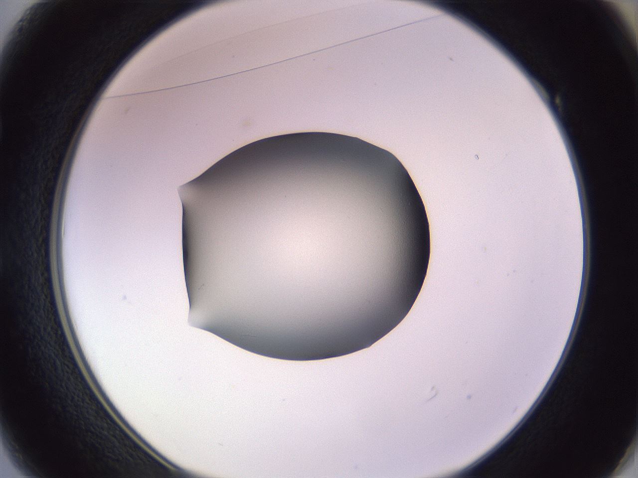 folderID351_plateID1351_batchID4706_wellNum49_profileID1_d1_r81564_ef.jpg