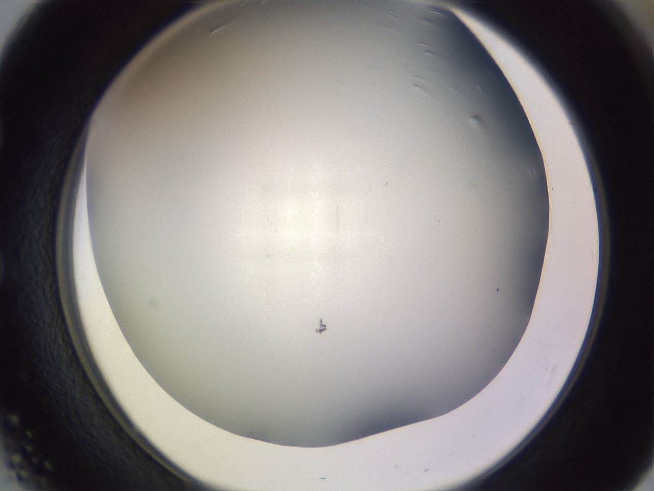 folderID351_plateID1351_batchID4706_wellNum51_profileID1_d1_r81566_ef.jpg