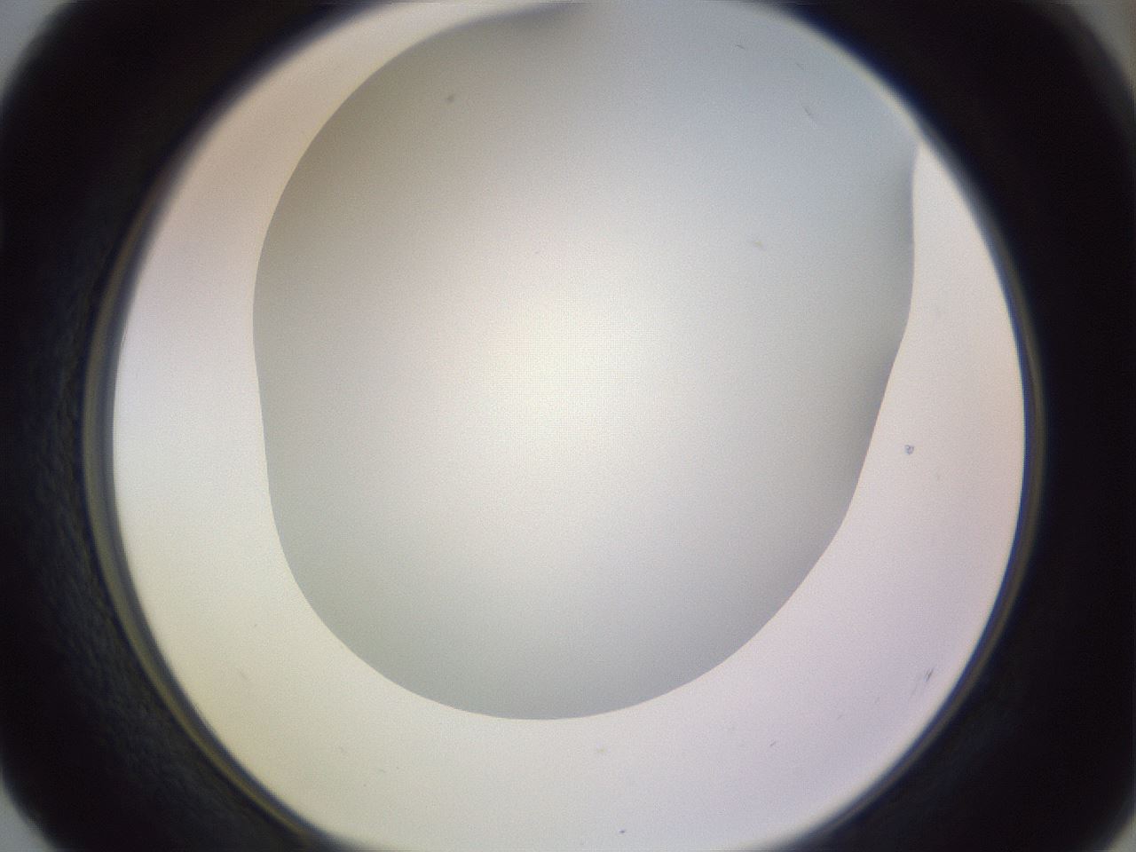 folderID351_plateID1351_batchID4706_wellNum52_profileID1_d1_r81567_ef.jpg