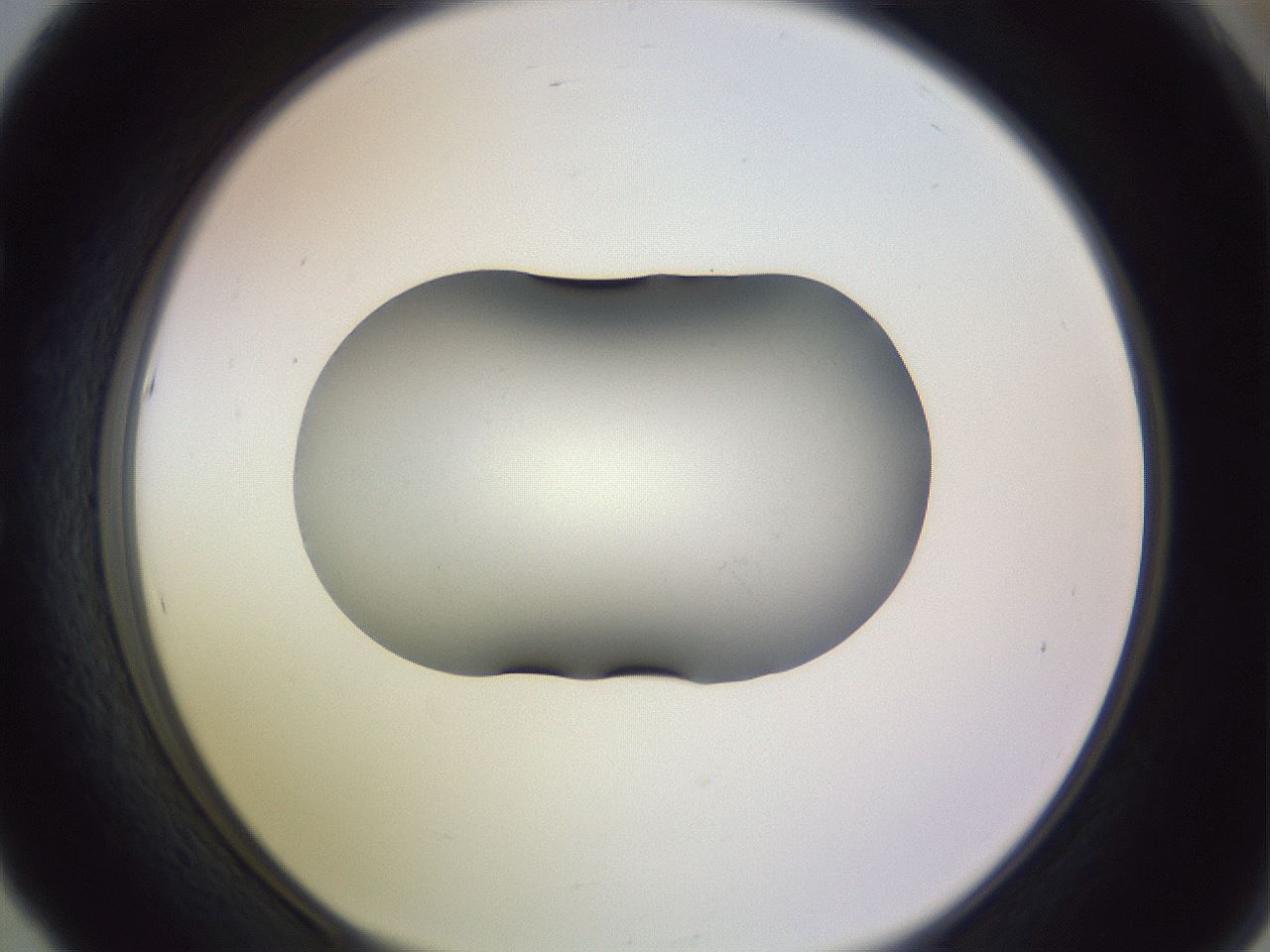 folderID351_plateID1351_batchID4706_wellNum53_profileID1_d1_r81568_ef.jpg