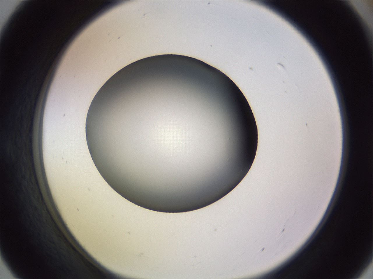 folderID351_plateID1351_batchID4706_wellNum55_profileID1_d1_r81570_ef.jpg