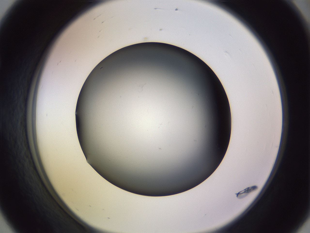 folderID351_plateID1351_batchID4706_wellNum56_profileID1_d1_r81571_ef.jpg