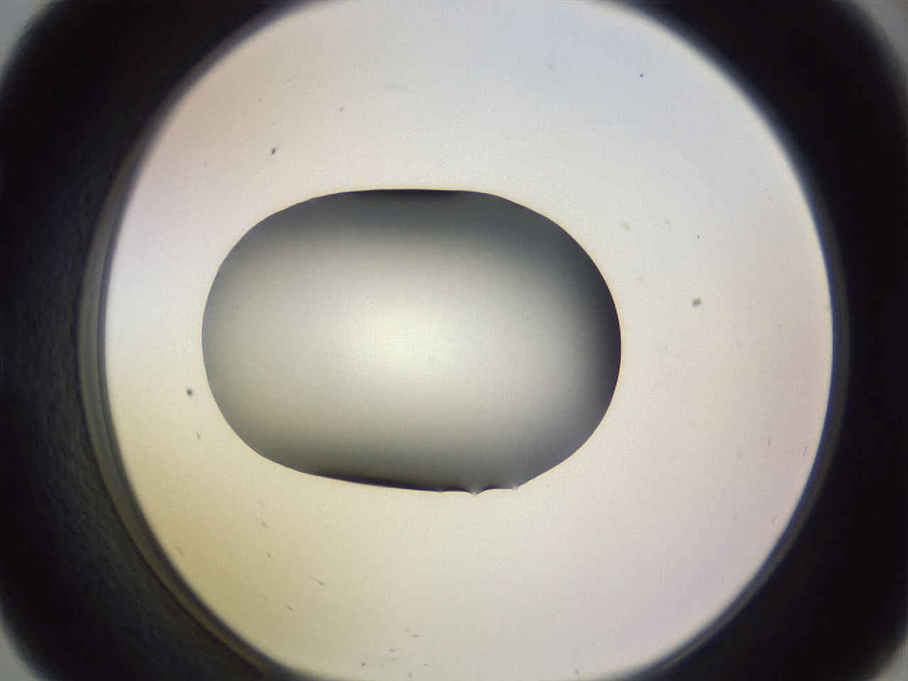 folderID351_plateID1351_batchID4706_wellNum57_profileID1_d1_r81572_ef.jpg