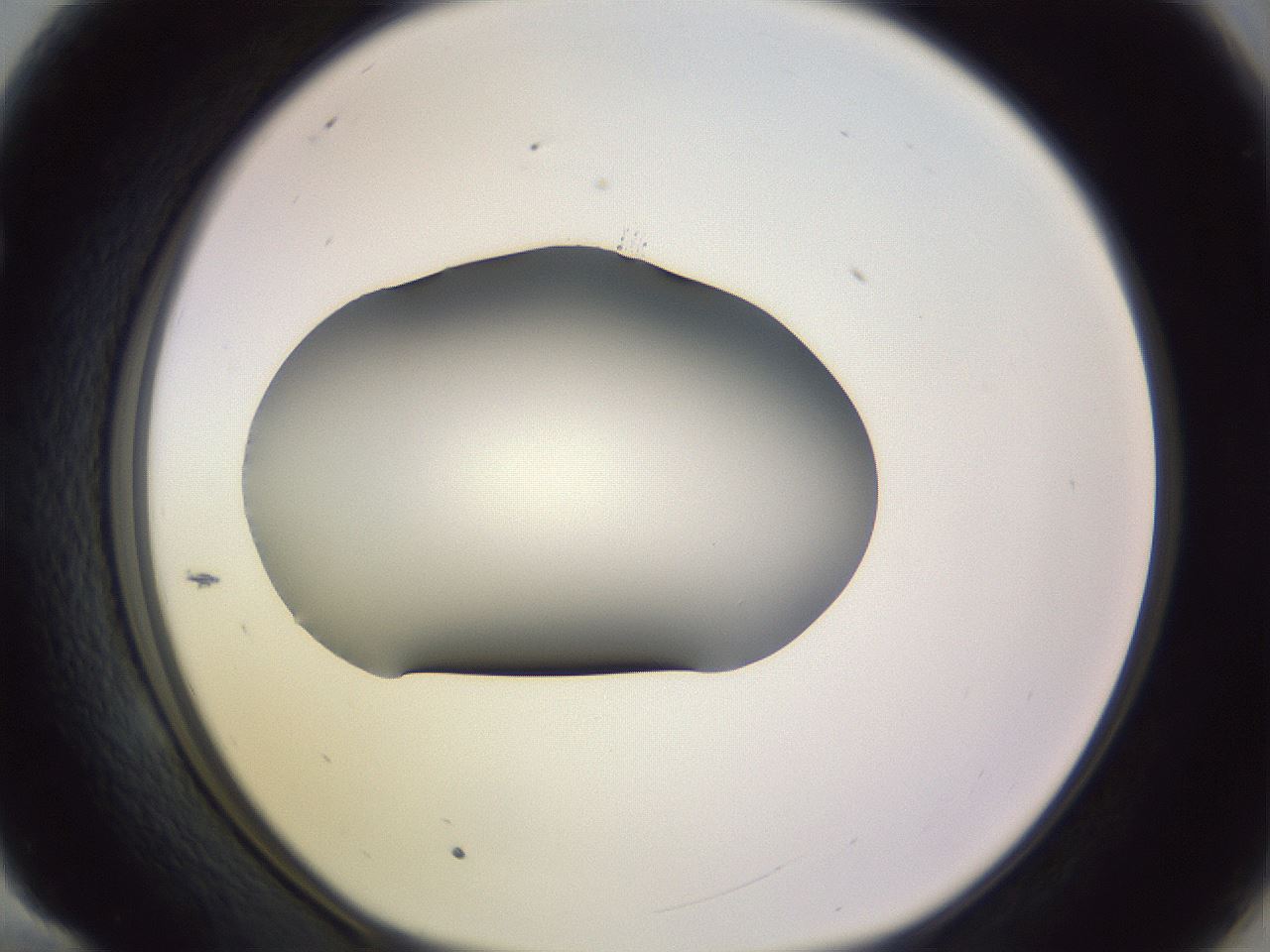 folderID351_plateID1351_batchID4706_wellNum58_profileID1_d1_r81573_ef.jpg