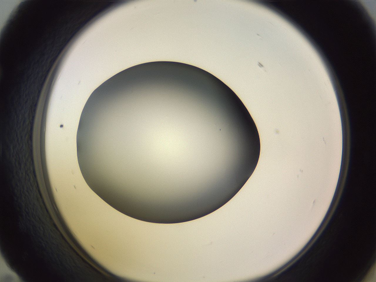 folderID351_plateID1351_batchID4706_wellNum59_profileID1_d1_r81574_ef.jpg