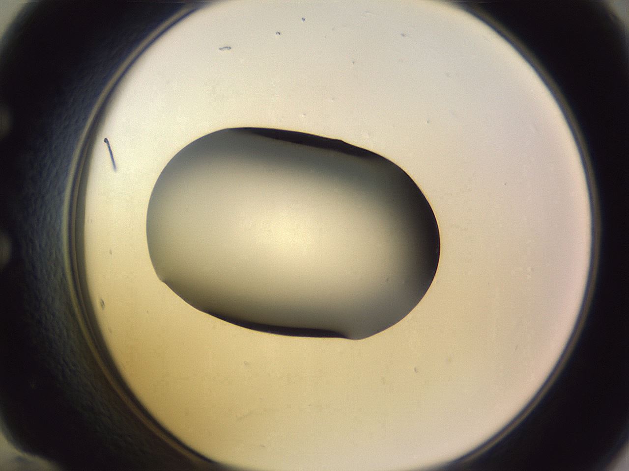 folderID351_plateID1351_batchID4706_wellNum60_profileID1_d1_r81575_ef.jpg