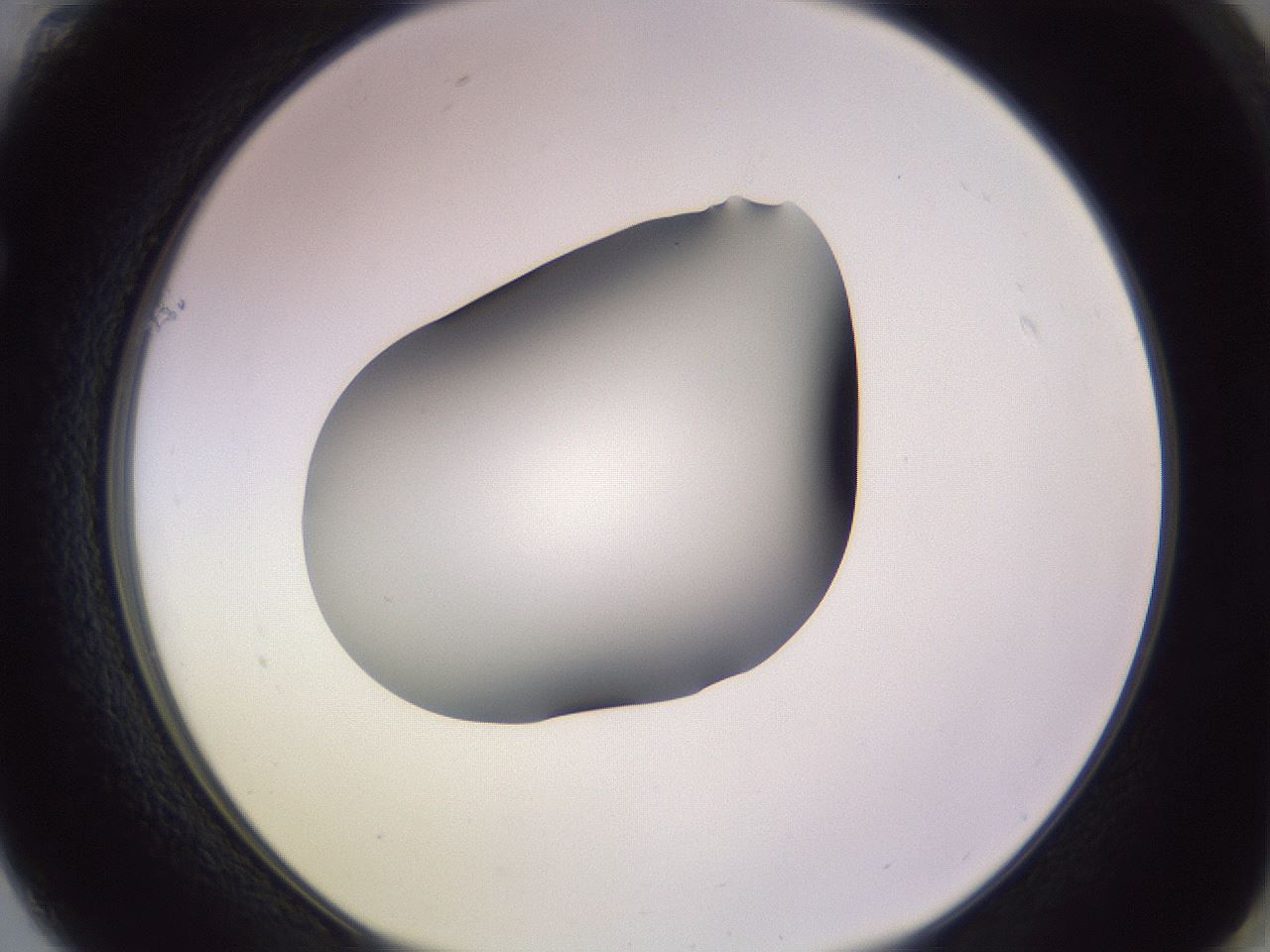 folderID351_plateID1351_batchID4706_wellNum61_profileID1_d1_r81576_ef.jpg