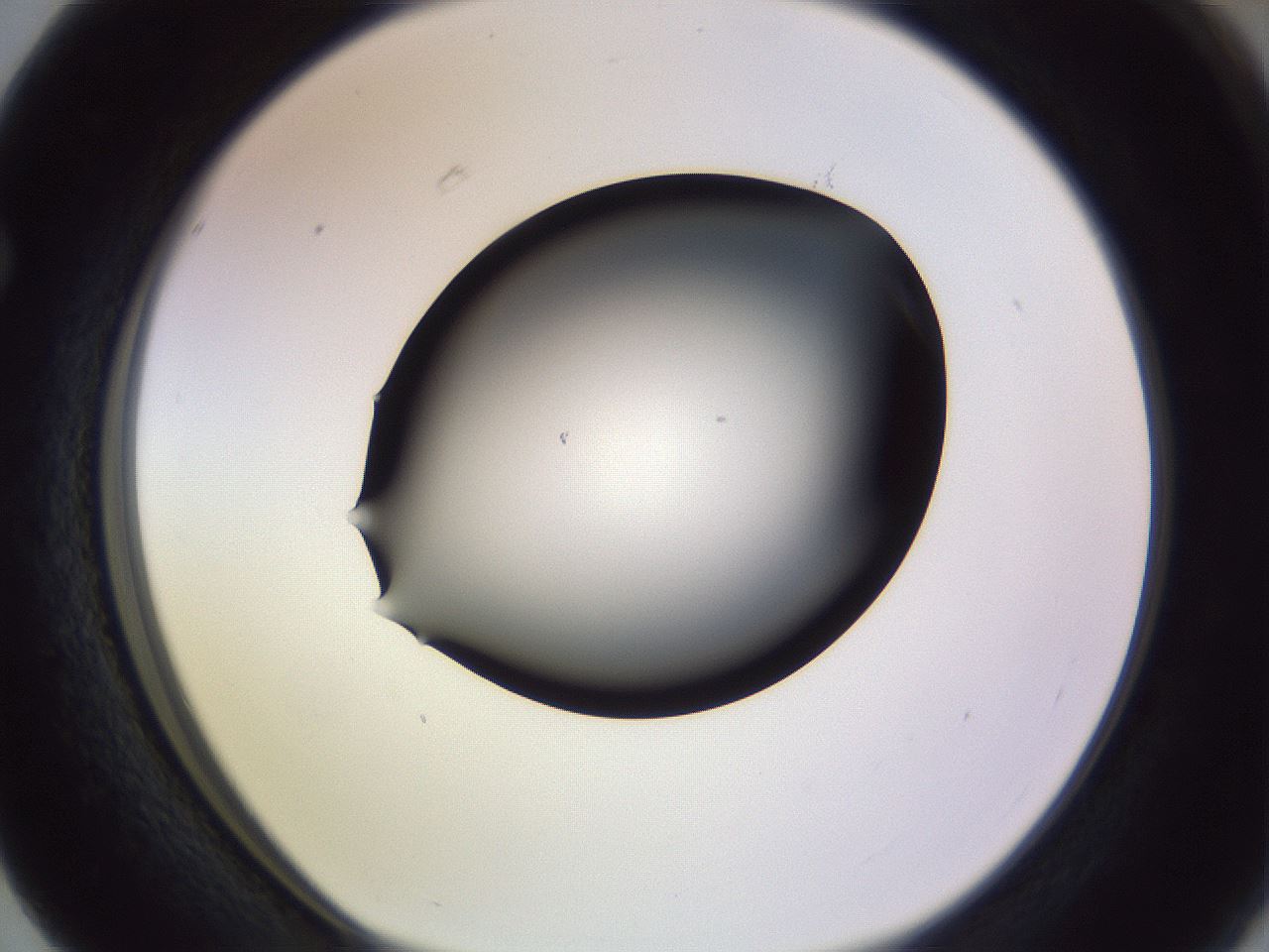 folderID351_plateID1351_batchID4706_wellNum63_profileID1_d1_r81578_ef.jpg