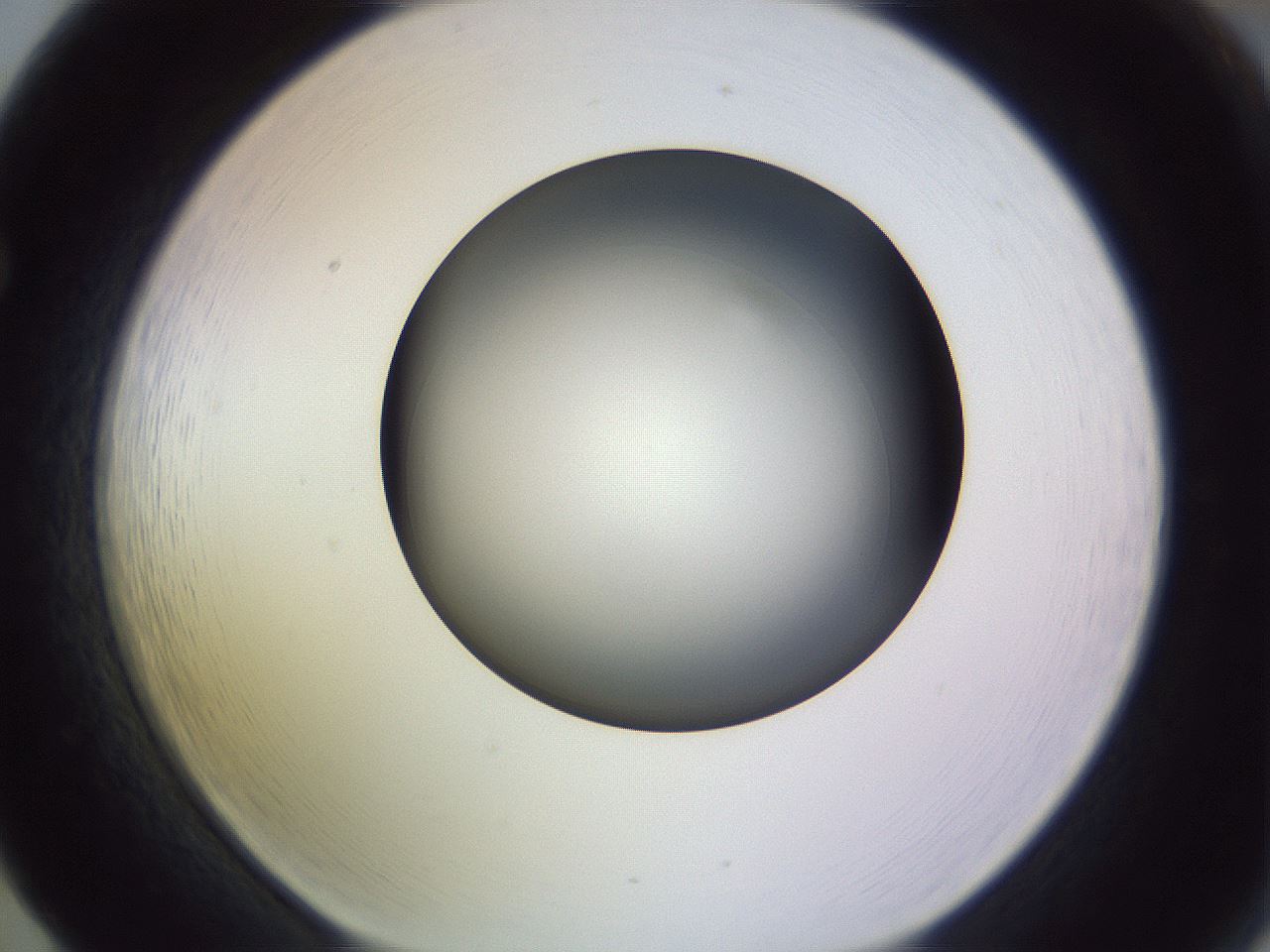 folderID351_plateID1351_batchID4706_wellNum65_profileID1_d1_r81580_ef.jpg